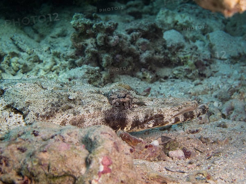 Tentacled Flathead or Crocodilefish (Papilloculiceps longiceps)