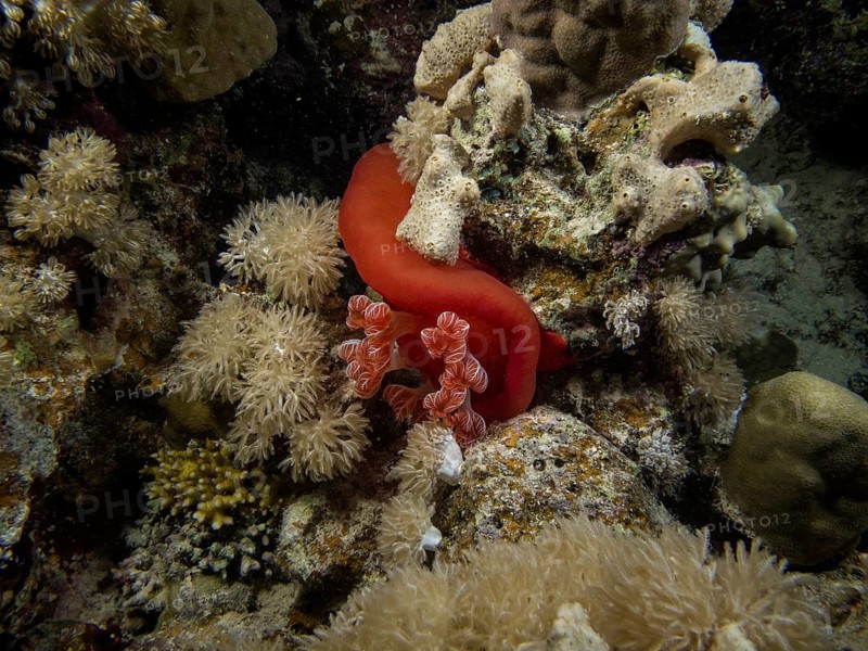 Spanish Dancer (Hexabranchus sanguineus)