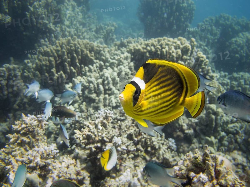 Diagonal Butterflyfish or Red Sea Raccoon Butterflyfish (Chaetodon fasciatus)