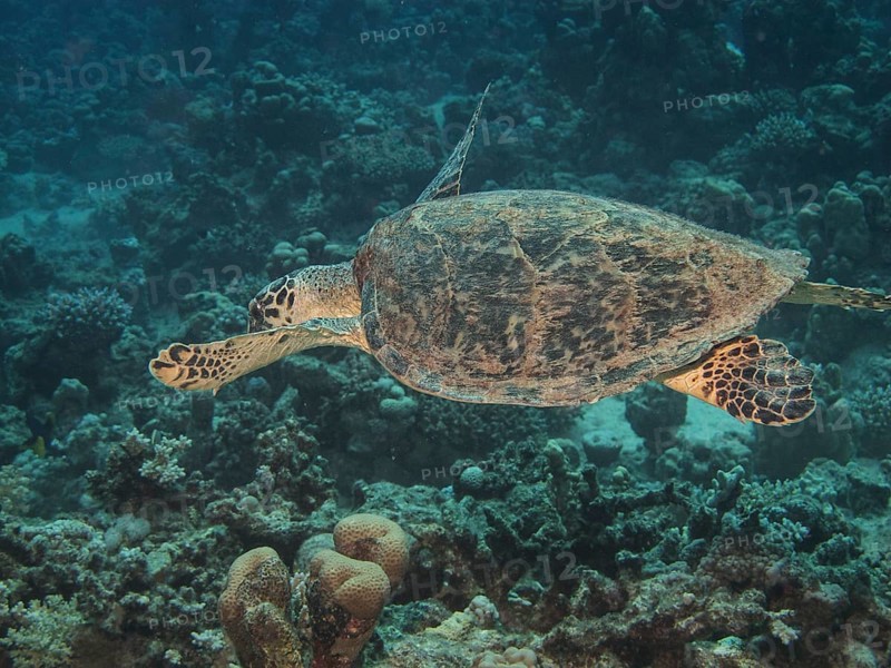 Green Sea Turtle (Chelonia mydas)