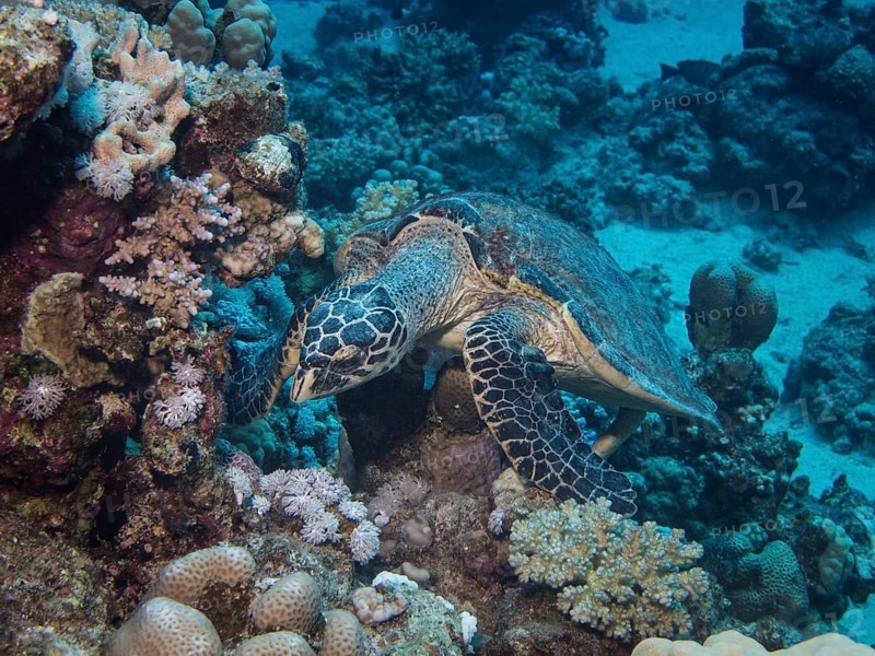 Green Sea Turtle (Chelonia mydas)