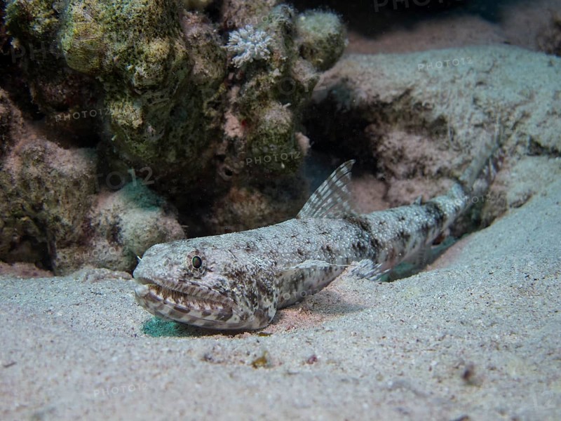 Sand Lizardfish (Synodus dermatogenys)