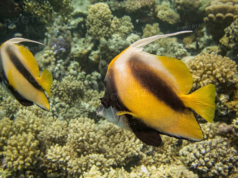 Red Sea Bannerfish (Heniochus intermedius)