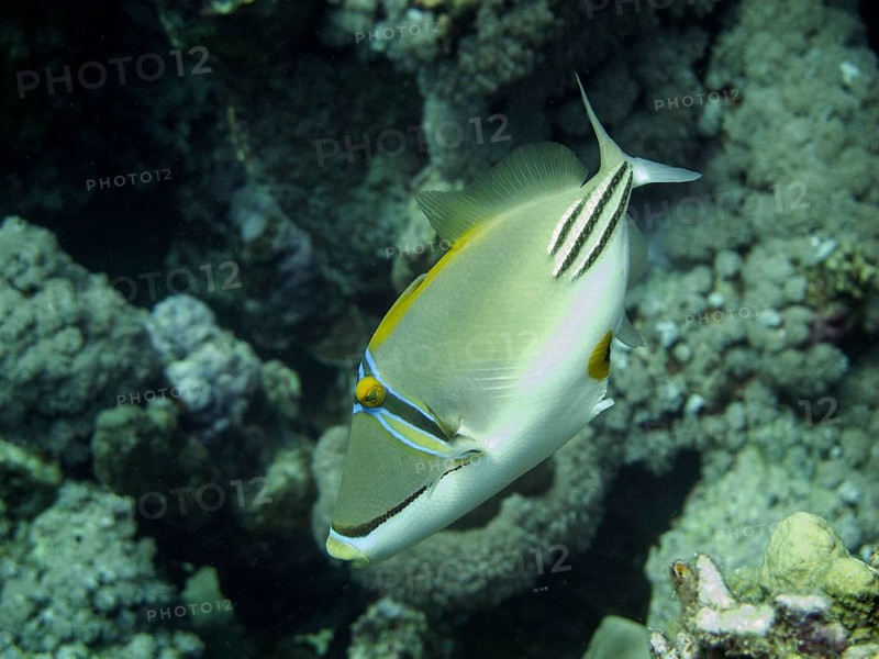 Arabian Picasso Triggerfish (Rhinecanthus assasi)