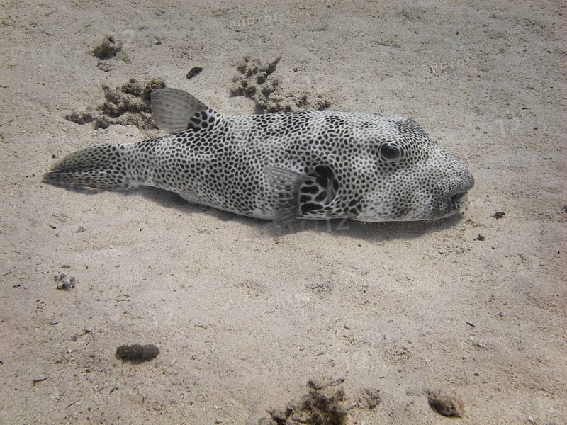 Star Puffer or Starry Toadfish (Arothron stellatus)