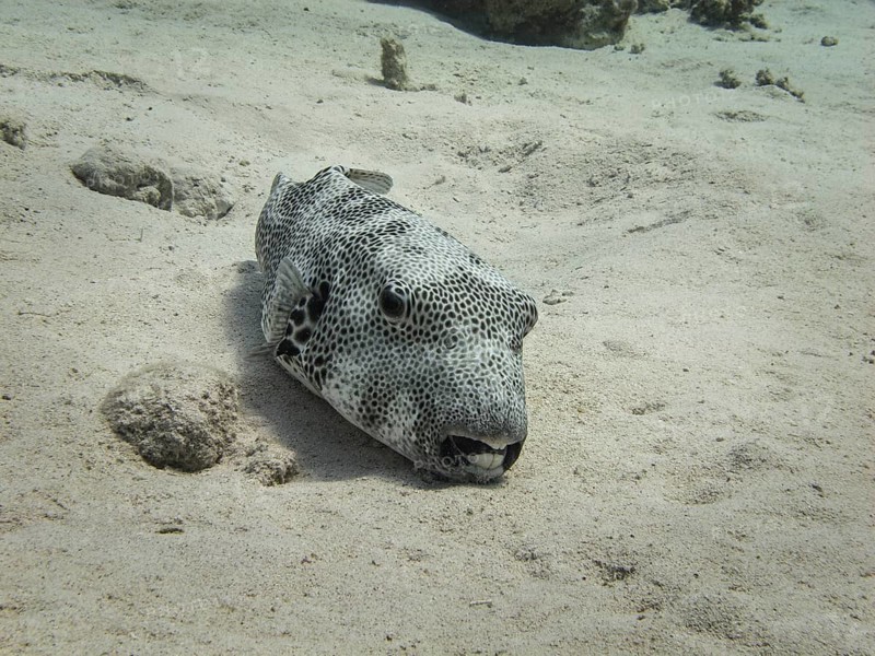 Star Puffer or Starry Toadfish (Arothron stellatus)