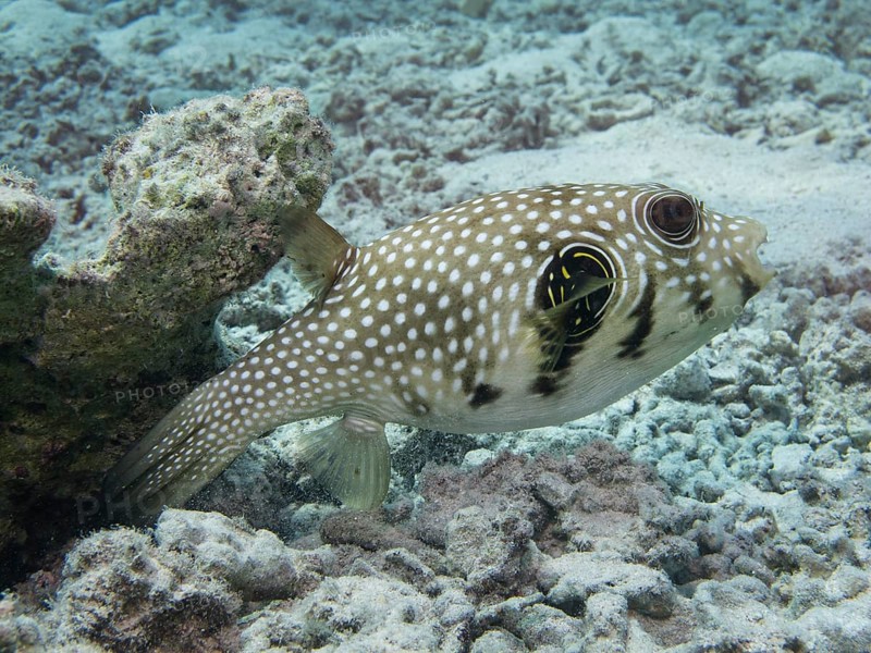 Black-spotted Pufferfish (Arothron nigropunctatus)