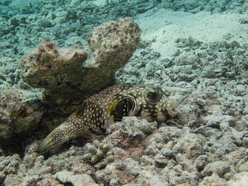 Black-spotted Pufferfish (Arothron nigropunctatus)