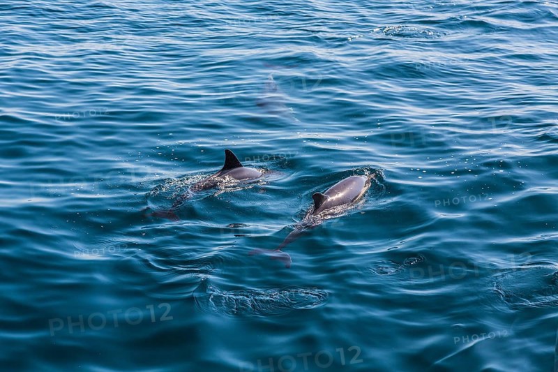 Long-beaked Common Dolphins (Delphinus capensis)