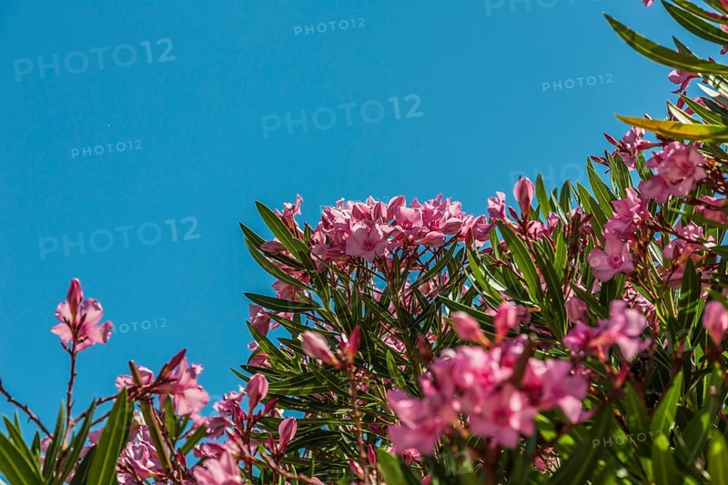 Oleander (Nerium oleander)