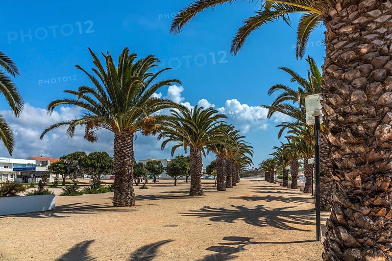 Date palms (Phoenix sp.)