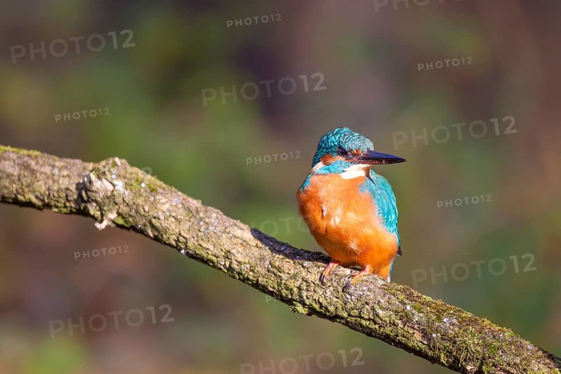 Kingfisher (Alcedo atthis)