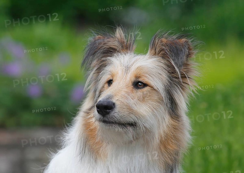 Bearded Collie Collie-Collie-Mix