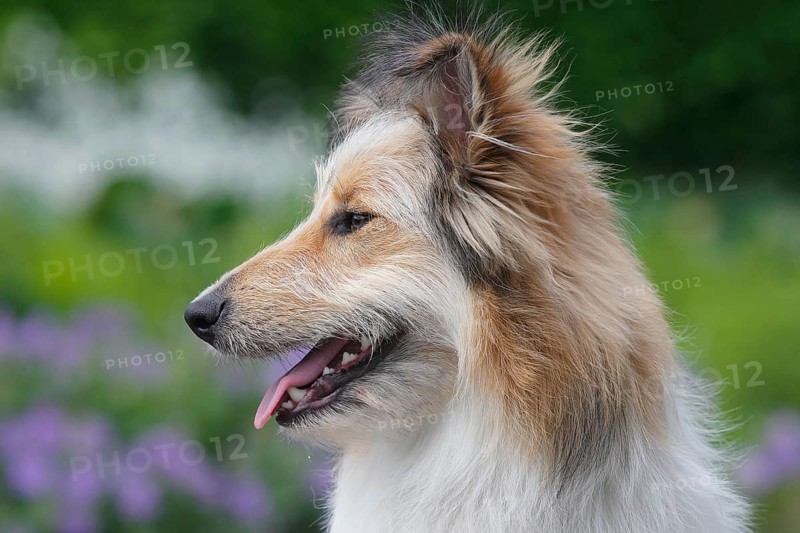 Bearded Collie Collie-Collie-Mix