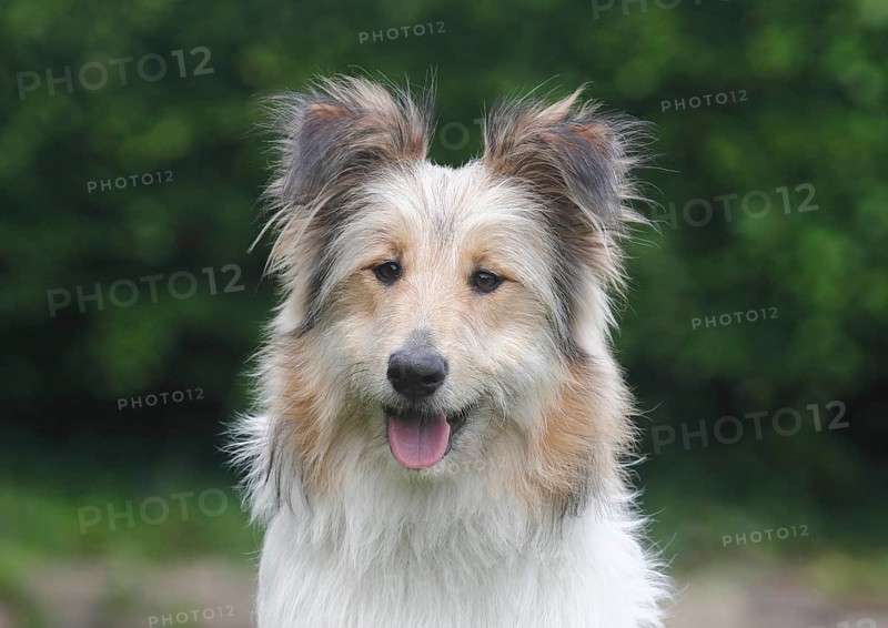 Bearded Collie Collie-Collie-Mix