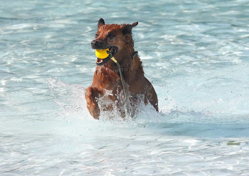 Harzer Fuchs Labrador