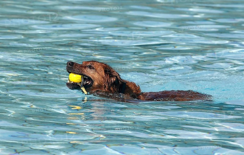 Harzer Fuchs Labrador