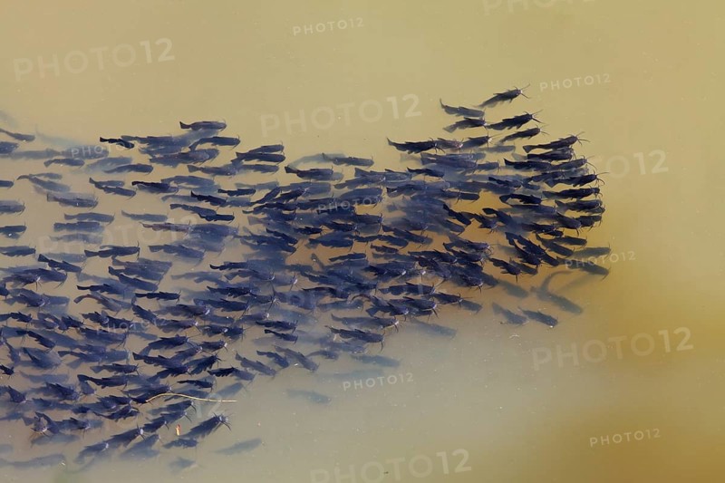 Catfish (Ameiurus melas)