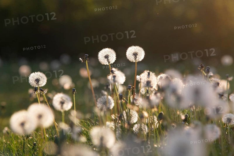 Dandelion clocks