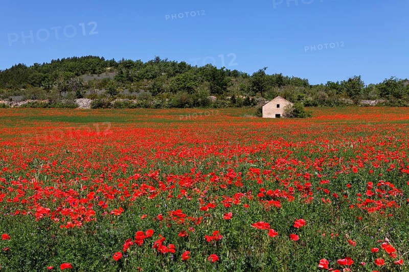 Cabana and poppy field near Millau