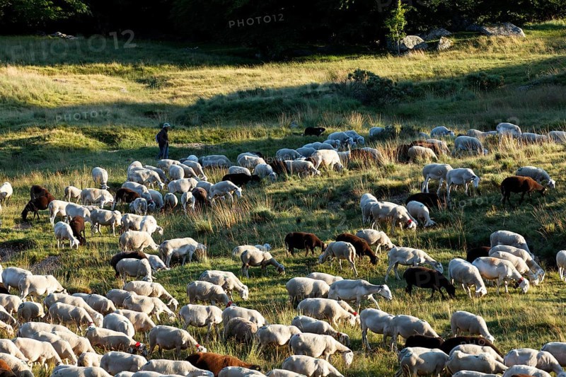 Flock of sheep