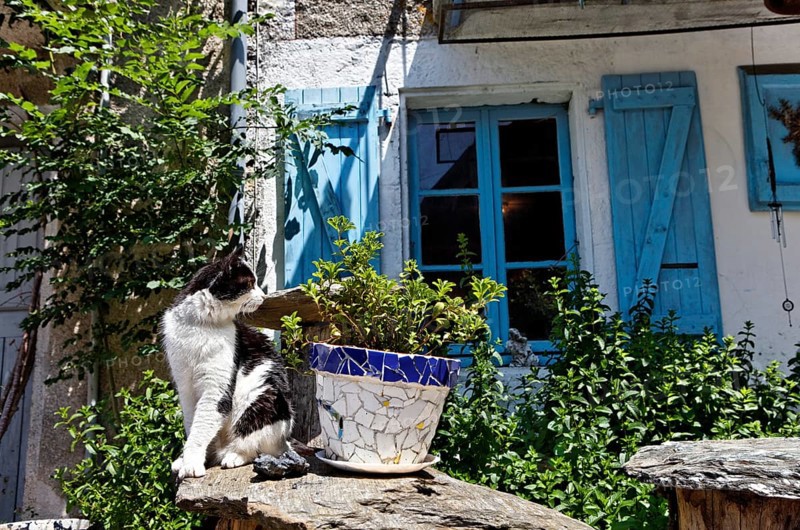 Cat sitting in front of house