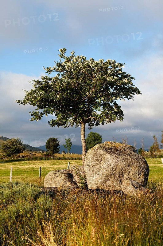 Solitary tree in the landscape near Finiels