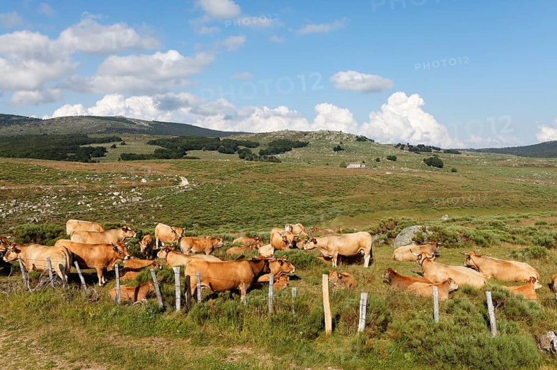 Herd of cows