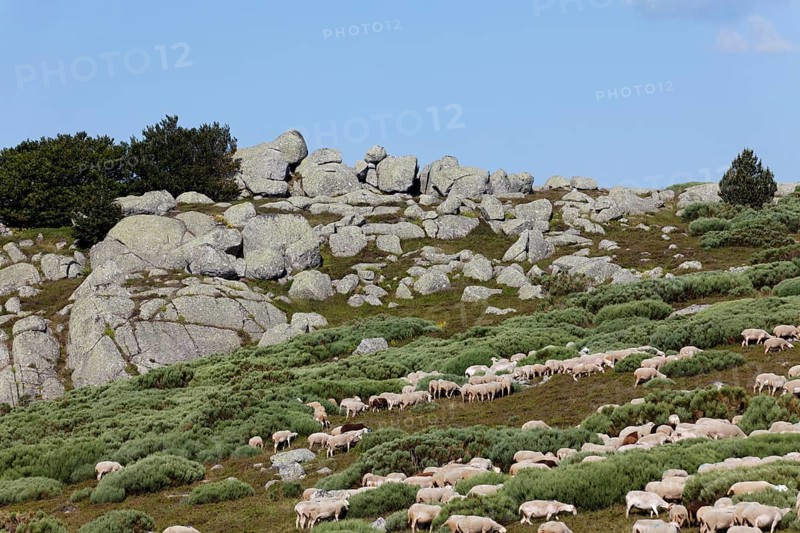 Flock of sheep in the hamlet of Bellecoste