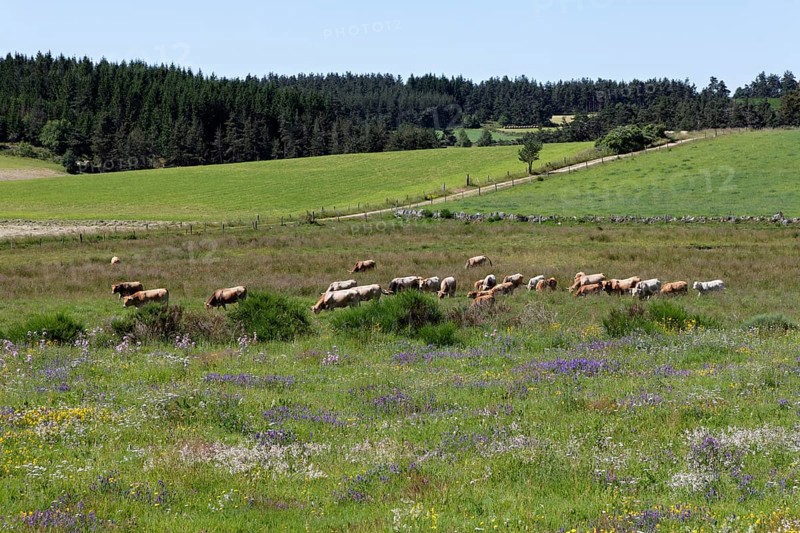 Cattle grazing on a meadow