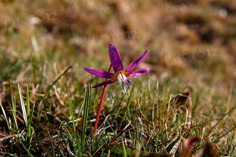 Dog's tooth violet or Dogtooth violet (Erythronium dens canis)