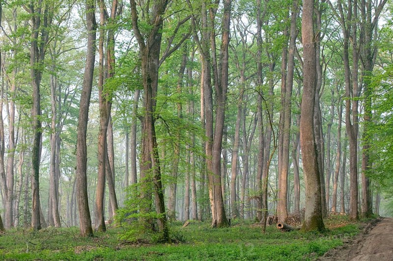 Oak forest of Moladiers towards Moulins