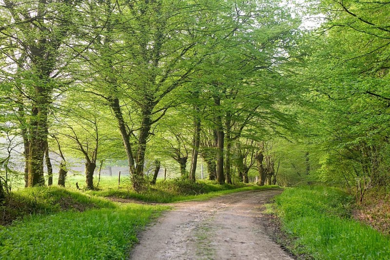 Track through oak forest of Moladiers towards Moulins