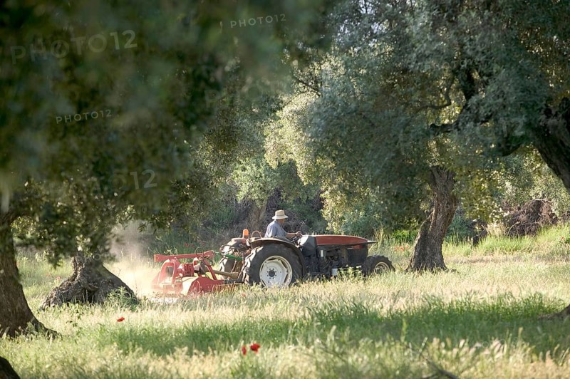 Farmer on tractor working in an olive grove at the bottom of the Els Ports Massif