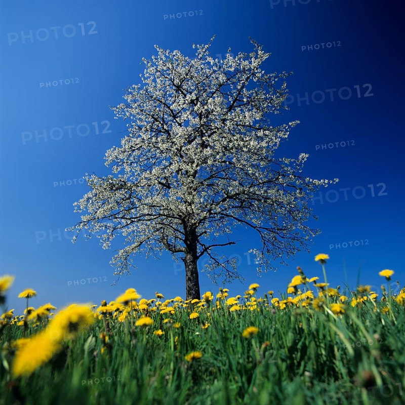 Cherry tree in bossom