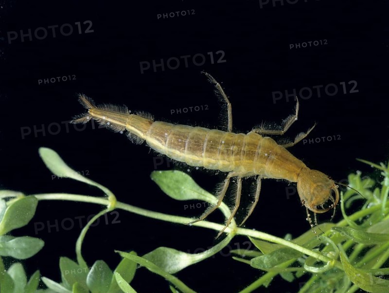 Great Diving Beetle (Dytiscus marginalis)