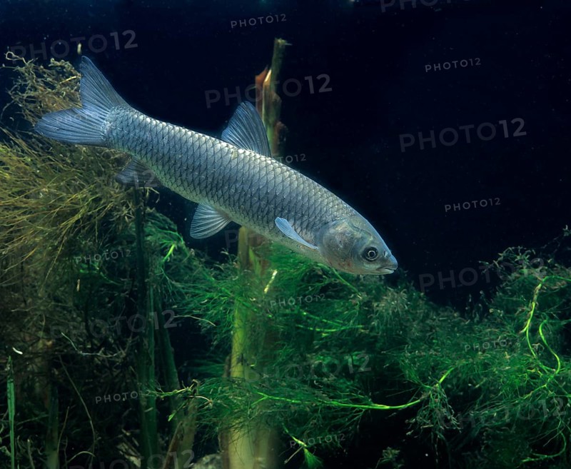 Grass Carp (Ctenopharyngodon idella)