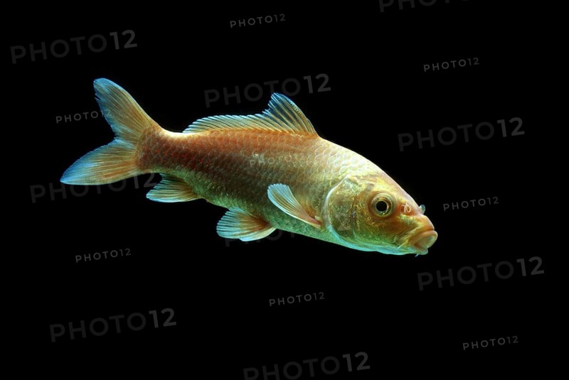 Ornamental koi carp