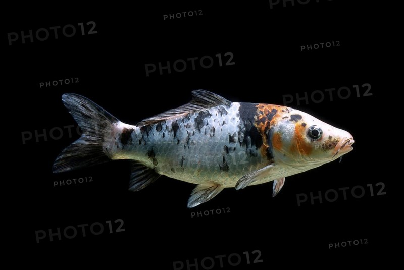 Ornamental koi carp