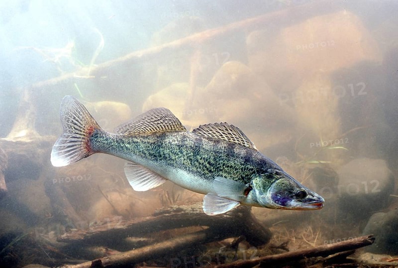 Zander (Sander lucioperca
