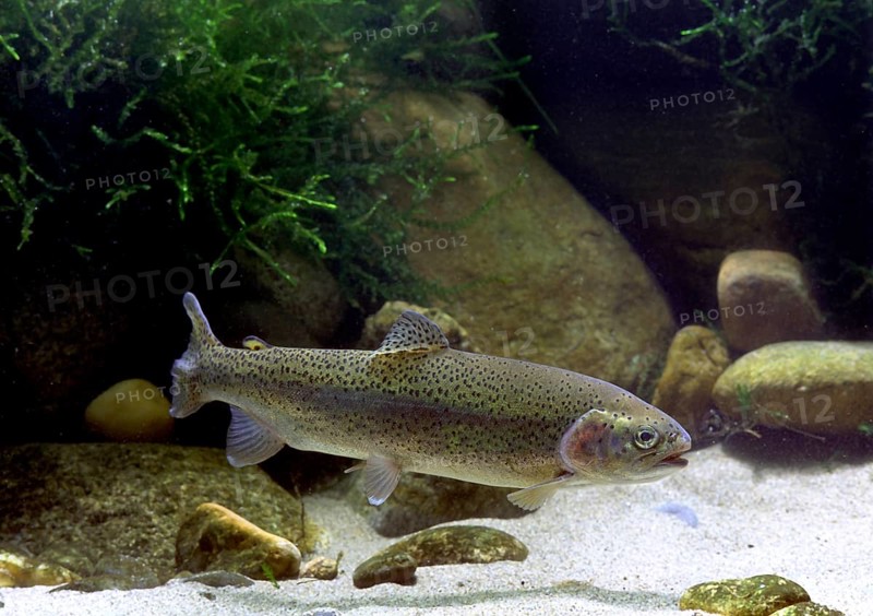 Rainbow Trout (Salmo gairdneri)