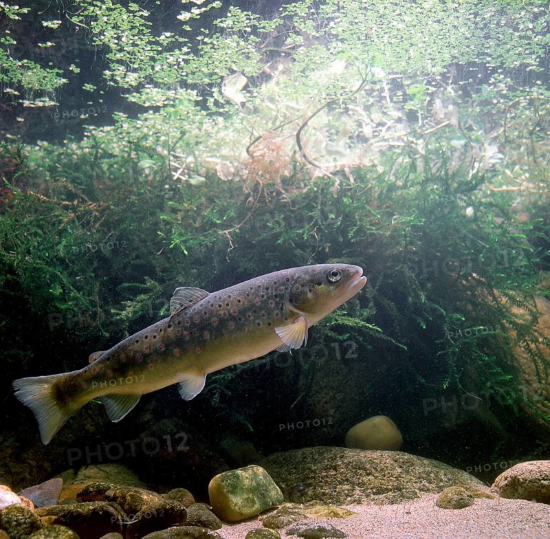 Brown Trout (Salmo trutta fario)