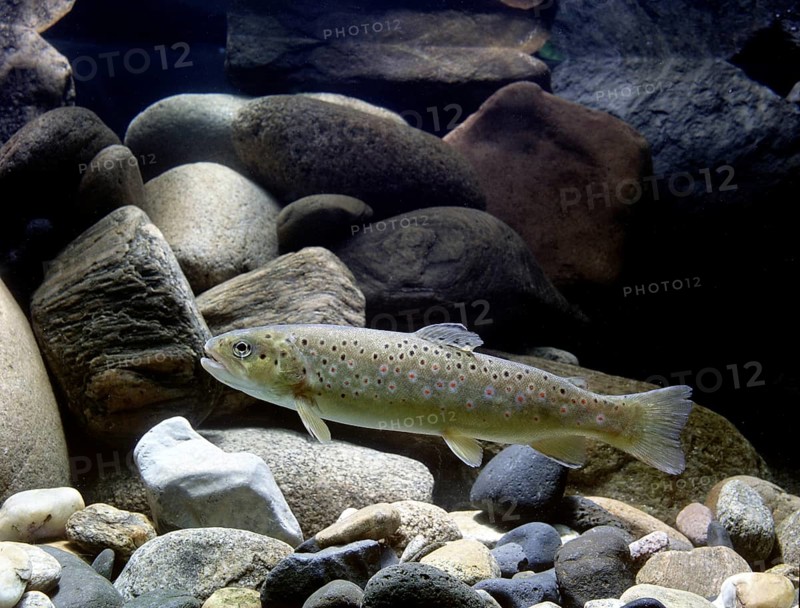 Brown Trout (Salmo trutta fario)