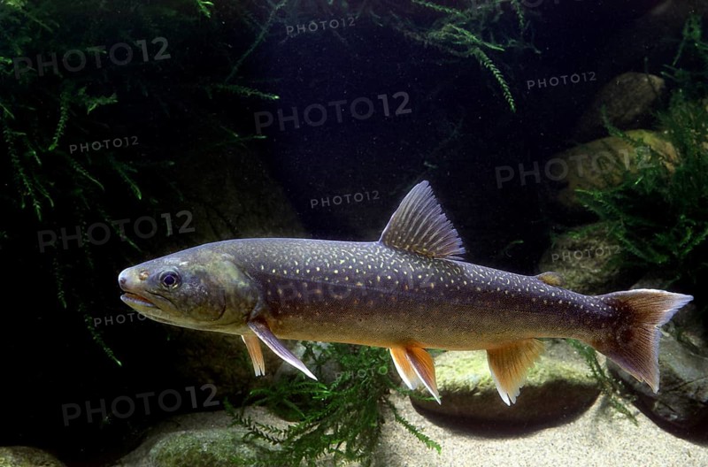Brook Trout (Salvelinus fontinalis)