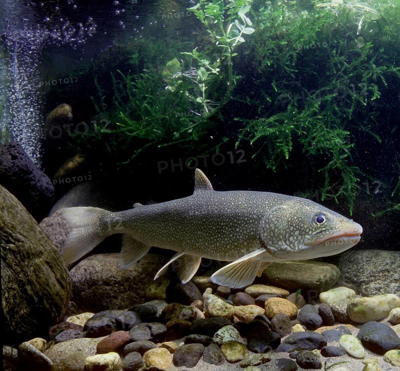 Lake Trout (Salvelinus namaycush)