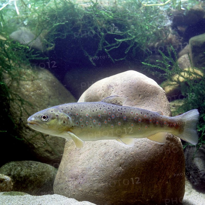 Brown Trout (Salmo trutta fario)
