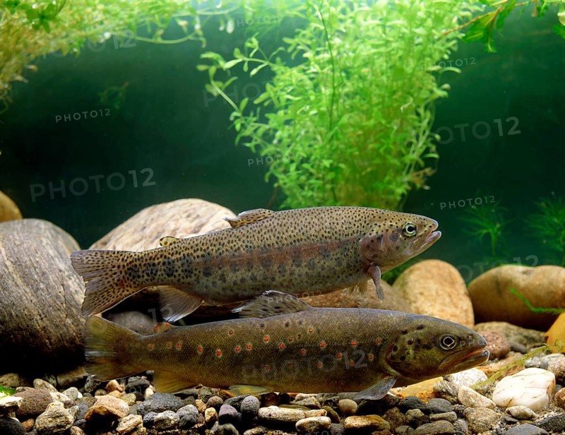 Brown Trout (Salmo trutta fario) and Rainbow Trout (Salmo gairdneri)