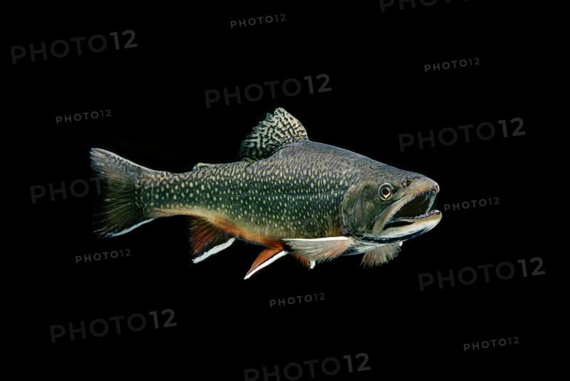Brook Trout (Salvelinus fontinalis)