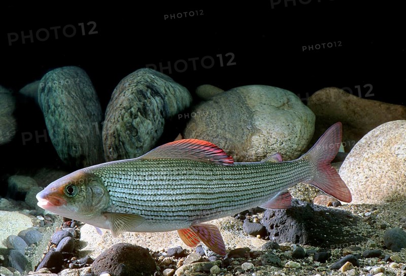 Grayling (Thymallus thymallus)