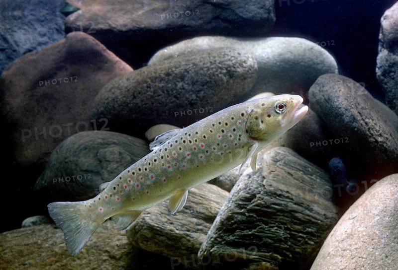 Brown Trout (Salmo trutta fario)